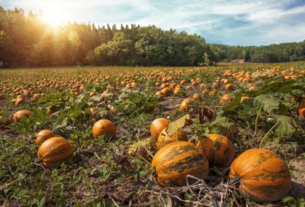 pumpkin field