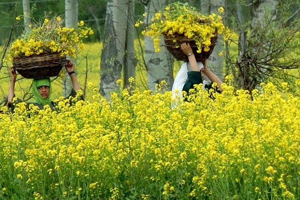 India's Trailblazing GM Mustard: The DMH-11 Controversy