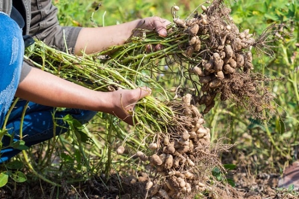 Peanut Market is a Global Puzzle of Production and Demand
