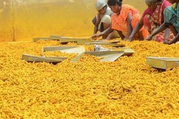 Rising Turmeric Prices Presents A Potential Surge Before the Festive Season