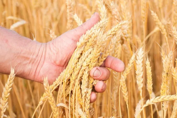 French Wheat Market Dynamics: Adjustments and Global Implications - Egypt to Become Worlds Largest Wheat Importer