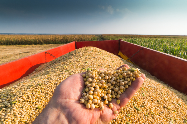 China's Imported Soybean Arrivals Hold Steady in March
