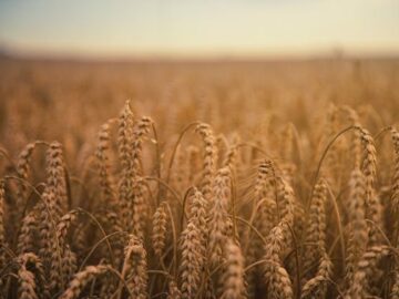 wheat latest news